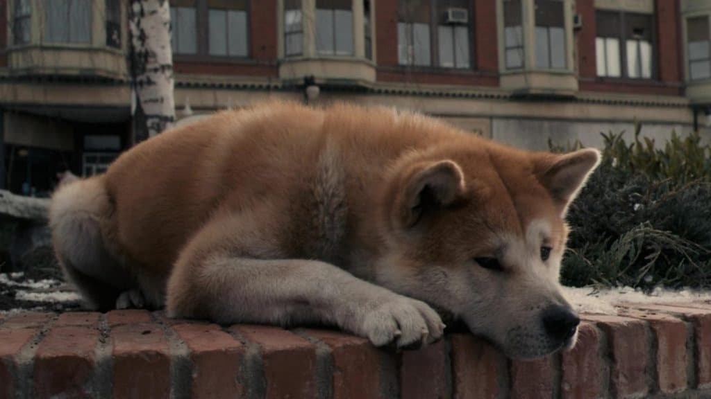 1 hachiko