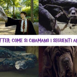 Quiz Harry Potter: come si chiamano i seguenti animali magici?