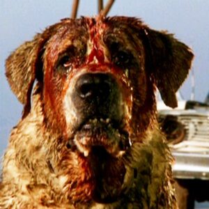 Cujo, un nuovo adattamento del romanzo di Stephen King in fase di sviluppo per Netflix